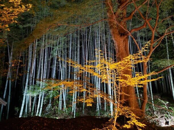 通常非公開の京都『くろ谷 金戒光明寺』　秋の特別拝観を日中拝観・夜間拝観共に11月15日(金)～12月8日(日)開催