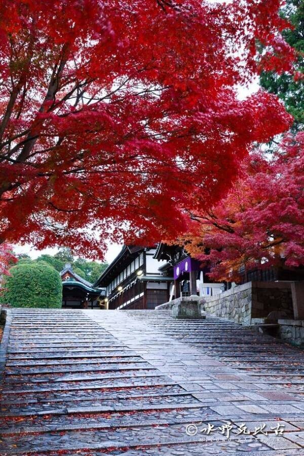 通常非公開の京都『くろ谷 金戒光明寺』　秋の特別拝観を日中拝観・夜間拝観共に11月15日(金)～12月8日(日)開催