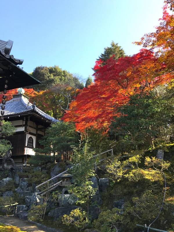 通常非公開・京都「霊鑑寺」秋の特別拝観　11月20日(水)～12月1日(日)開催