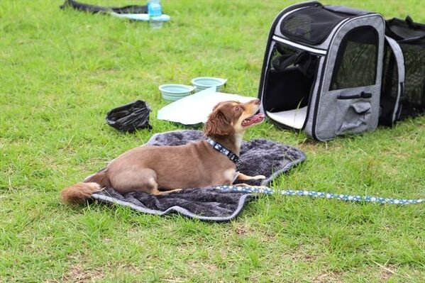 地震対策として「愛犬のための防災セット」をCAMPFIREにて9月16日(月)まで募集中