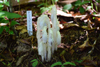 六甲高山植物園 神出鬼没？！ギンリョウソウモドキが開花しました！