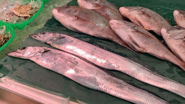 東野幸治と佐久間宣行が再び福島県内を巡り最新の魅力を発信！「東野幸治の新・福島図鑑」を放送