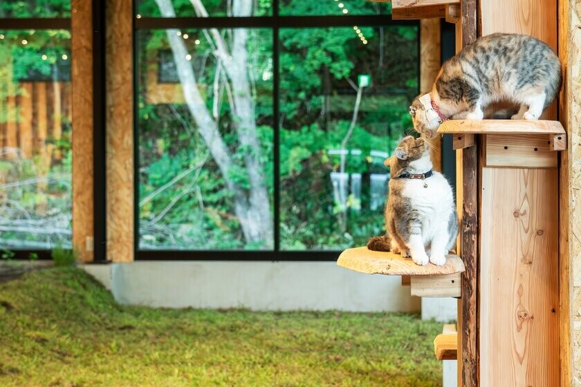 北海道最大の動物病院グループがはじめるWellness事業「ONE HEALTH ケアガーデン　ハルニレぽっぽ」　9月27日北海道旭川にオープン！