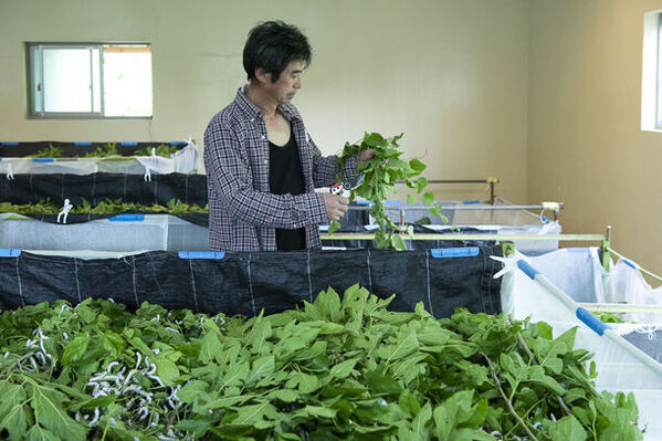 長野県　岡谷市の伝統文化・岡谷シルクに携わる、令和7年度採用の地域おこし協力隊を募集！