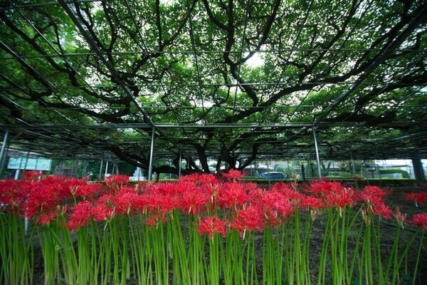 ホントに霊園？？さいたま市の穴場 映えスポット　秋の装飾＜扇の回廊＞　スタート　9/10(火)～10/20(日)　夏の名残と秋の訪れを感じに来ませんか？公園墓地　青葉園(埼玉県さいたま市)