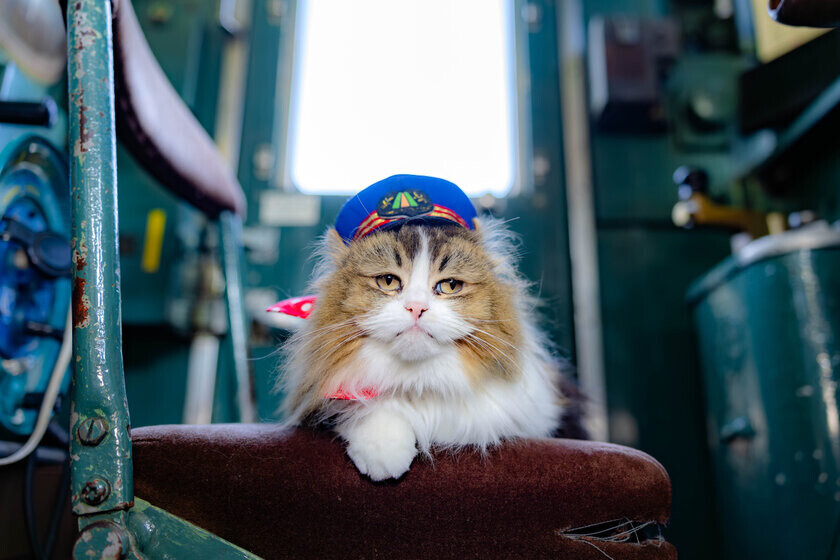 ねこ駅長が2年ぶりにスクリーンに帰ってくる！会津鉄道・芦ノ牧温泉駅が舞台の“ねこ映画”待望の続編　前作からパワーアップ！豪華猫好き声優の出演が決定！