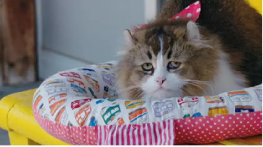 ねこ駅長が2年ぶりにスクリーンに帰ってくる！会津鉄道・芦ノ牧温泉駅が舞台の“ねこ映画”待望の続編　前作からパワーアップ！豪華猫好き声優の出演が決定！