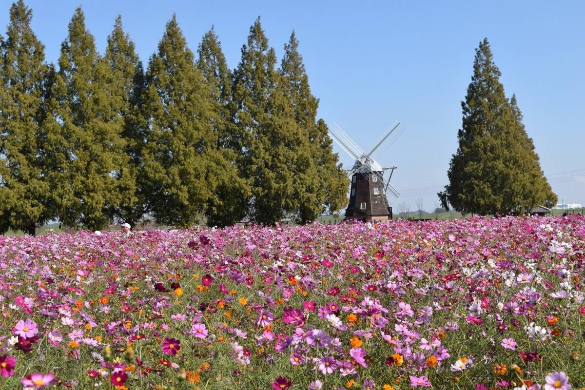 ～見頃のコスモスに囲まれてリラックス！日帰り花体験ツアー～「花旅コーディネーター舩山純さんとめぐる花散歩」千葉・あけぼの山農業公園で10月18日（金）開催