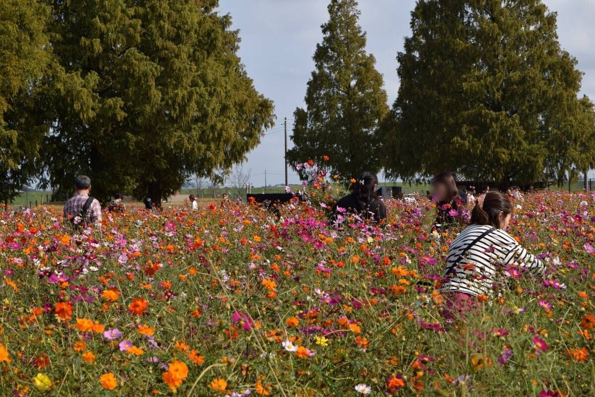 ～見頃のコスモスに囲まれてリラックス！日帰り花体験ツアー～「花旅コーディネーター舩山純さんとめぐる花散歩」千葉・あけぼの山農業公園で10月18日（金）開催