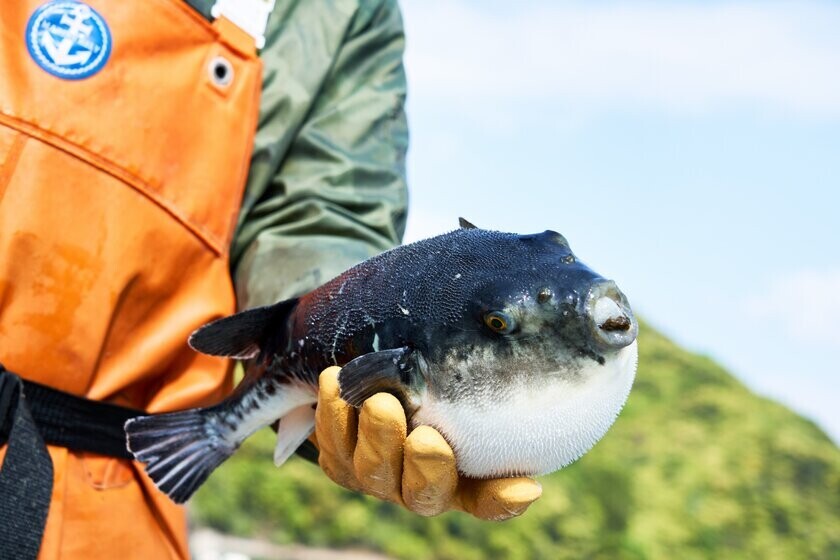 歴史ある若狭小浜の食、自然、文化を満喫！9月21日(土)から「小浜で楽しむ秋旅2024」キャンペーンを開催！