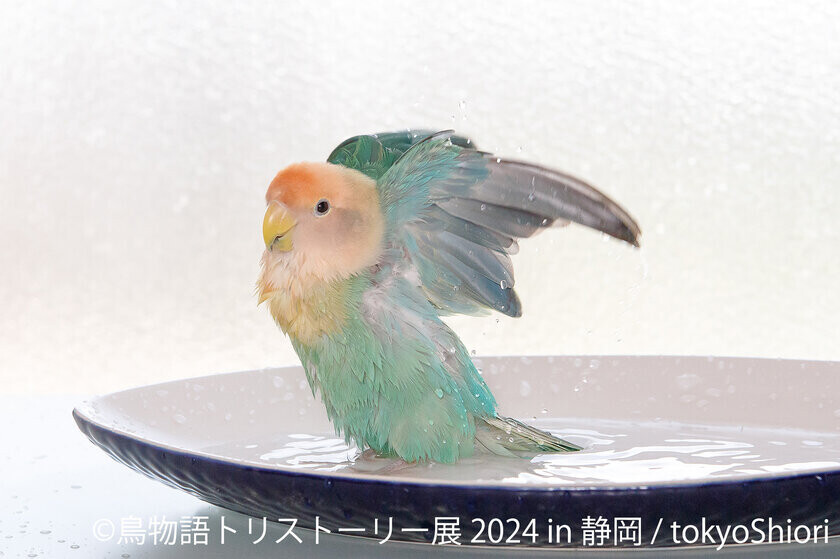 4年以上ぶりの静岡上陸！リスやハムスター＆インコや野鳥、可愛くて美しい作品展「まるっと小動物展」10/12(土)～、「鳥物語トリストーリー展」11/9(土)～開催！