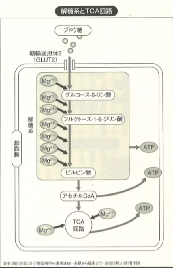 新型コロナウイルス「後遺症」とマグネシウム不足の関連性を当社社員で実証