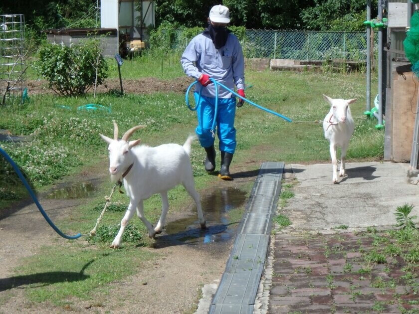 神戸しあわせの村で2頭のヤギが除草を行います