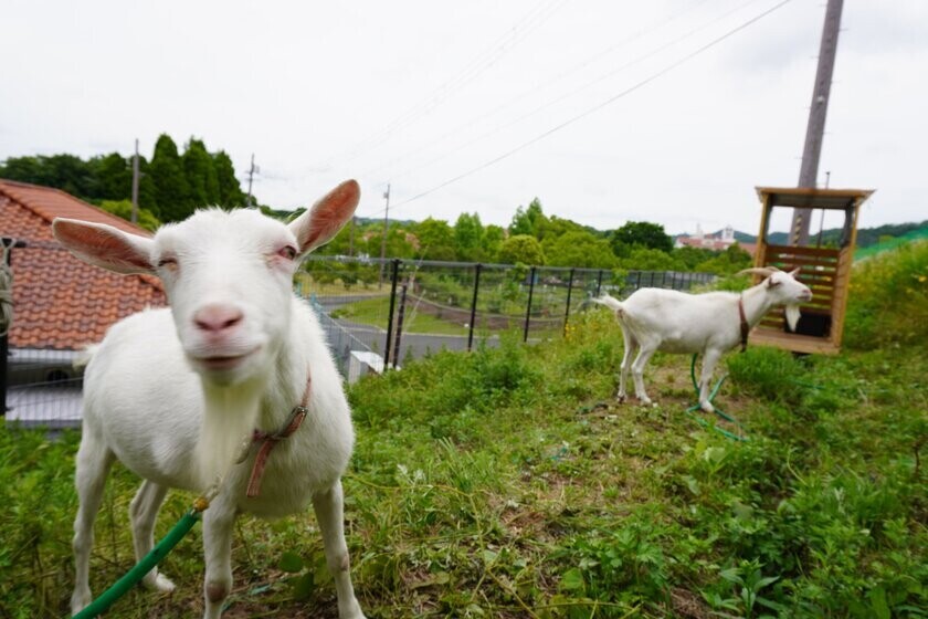 神戸しあわせの村で2頭のヤギが除草を行います