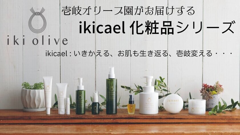 長崎県壱岐島にある壱岐オリーブ園にて10月10日よりオリーブの収穫体験を開催　搾りたてオリーブオイル(無濾過)の試飲も体験可能！