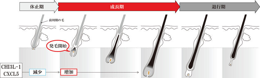 育毛の新時代へ：育毛タンパクCHI3L-1・CXCL5を増強する植物エキス「マロニエエキス」および「ムクロジエキス」の発見