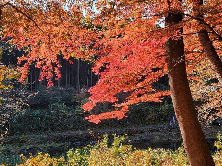 『嵐山渓谷紅葉まつり』をアウトドアの人気スポット、嵐山渓谷バーベキュー場で11月23日・24日に開催