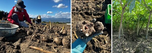 こんにゃく消費が41％減少　消費拡大を目指しこんにゃくパークが「新芋祭り」を11/15より開催　2024年度産新生芋使用「新生芋しらたきのかき揚げ」無料提供