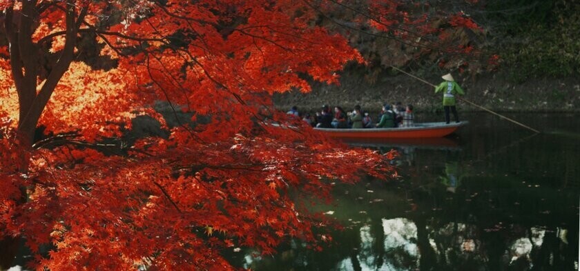 弘前の秋の風物詩！弘前城を彩る『弘前城菊と紅葉まつり』2024年11月1日より開催！