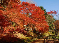 ROKKO森の音ミュージアム、六甲高山植物園六甲山の紅葉が見頃です見頃のピークは10月下旬～11月上旬