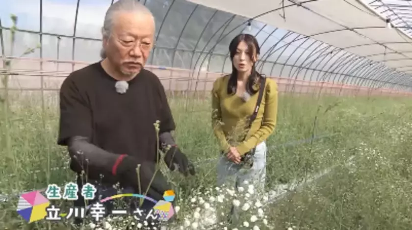 福島園芸チャンネル【ふくしまの宿根かすみそう編(3)～宿根かすみそうの収穫と染色～】がYouTubeにて13万回再生を突破！