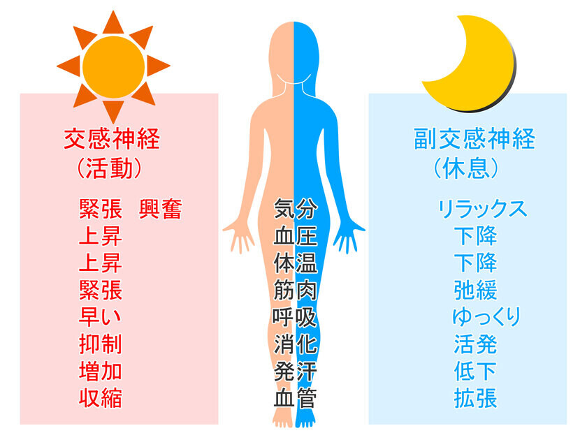 大阪の「整体 内臓ケア」が自律神経改善コースを新設　内臓をケアして不調の根本解決を図り健康に導く