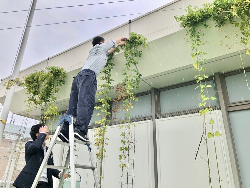 「シノバズブルワリー ひつじあいす」が松坂屋上野店の屋上で収穫した生ホップを使った自家醸造ビールを11/8(金)から提供開始！希少な北海道 厚真町産の羊料理は11月下旬より提供