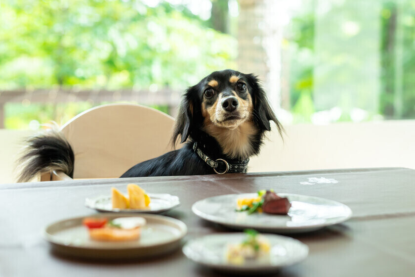 ワンちゃん大喜び！！1日1食限定！【愛犬のためのフルコースディナー】を提供開始＜with Dogs ホテル フォレストヒルズ那須＞