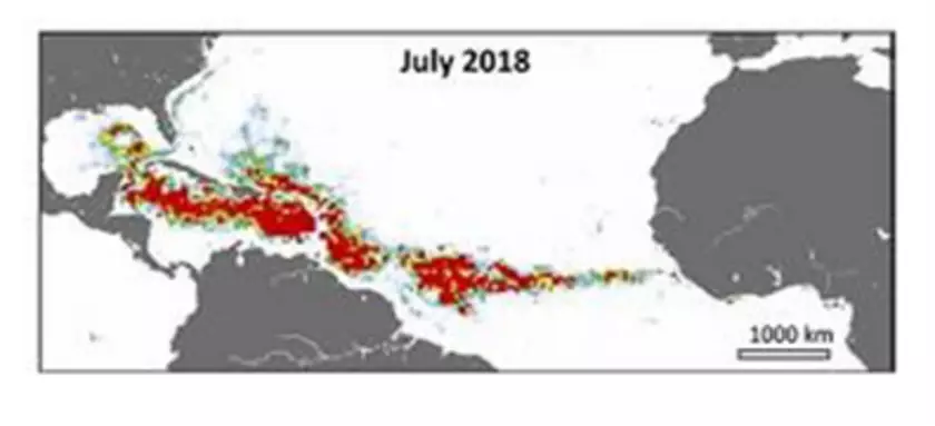 琵琶湖発の活性酸素処理で低コスト・短時間で完熟堆肥化　世界のホテイアオイやサルガッサムの繁殖問題にWEF技術開発が挑む