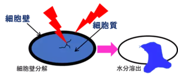 琵琶湖発の活性酸素処理で低コスト・短時間で完熟堆肥化　世界のホテイアオイやサルガッサムの繁殖問題にWEF技術開発が挑む