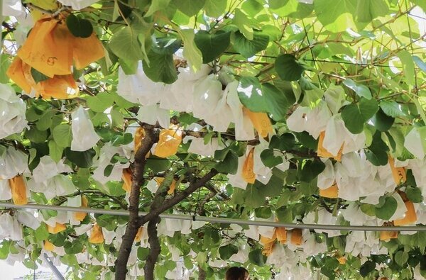 香川県善通寺市「キウイ博」で街を盛上げたい！2024年12月21日(土)開催！