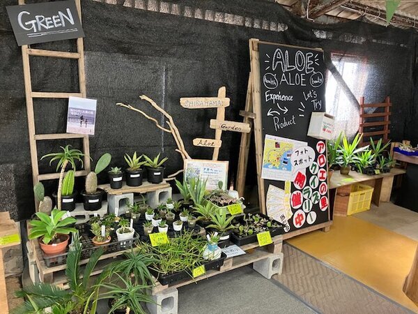 初冬の絶景！伊豆白浜アロエの里で開催の「第40回 アロエの花まつり」　12/8(日)謝恩イベントで「アロエねばねば体験」デモンストレーションを実施