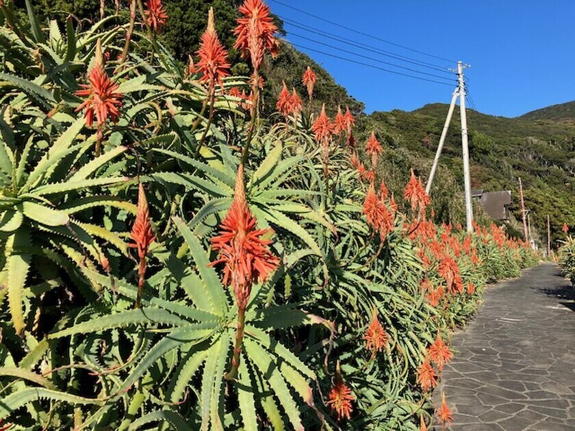 初冬の絶景！伊豆白浜アロエの里で開催の「第40回 アロエの花まつり」　12/8(日)謝恩イベントで「アロエねばねば体験」デモンストレーションを実施