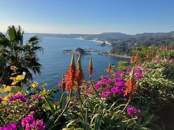 初冬の絶景！伊豆白浜アロエの里で開催の「第40回 アロエの花まつり」　12/8(日)謝恩イベントで「アロエねばねば体験」デモンストレーションを実施