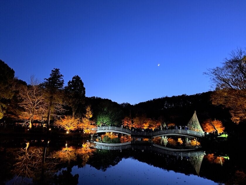 幻想的な雲海と紅葉ライトアップ　町田薬師池公園四季彩の杜　紅葉まつり開催中