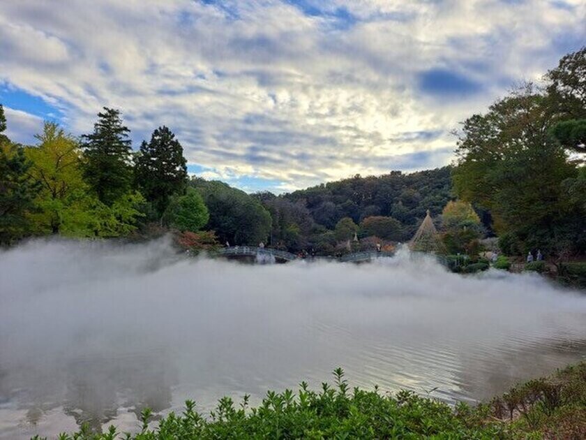 幻想的な雲海と紅葉ライトアップ　町田薬師池公園四季彩の杜　紅葉まつり開催中