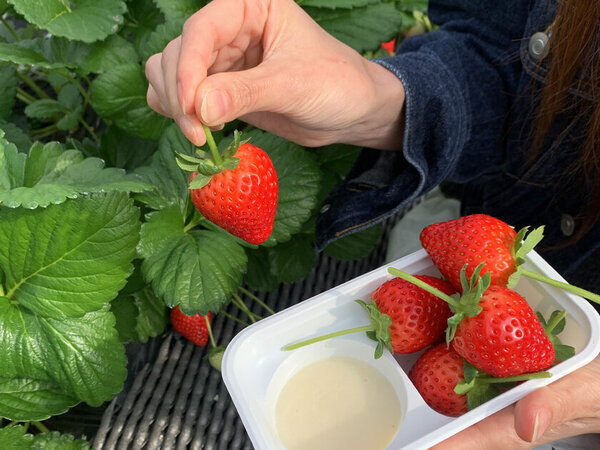 冬の日光でグランピング＆いちご狩りを満喫！「ブリリアントヴィレッジ日光」で限定プランがスタート！幻想的なイルミネーションにあわせクリスマスプランも同時発売