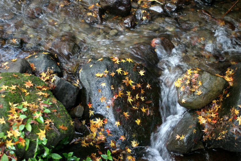 秋の伊東で紅葉を楽しもう　一碧湖＆丸山公園の紅葉が12月上旬見頃に