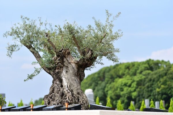 ポジティブな終活をサポートする「死後事務委任契約サービス」を開始　ハピネスパーク千年オリーブの森 大分東