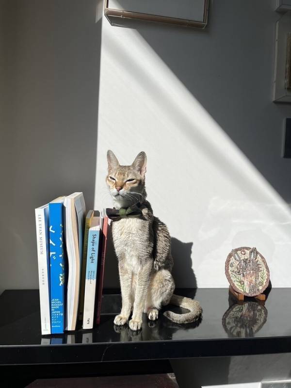 愛犬&愛猫との暮らしを豊かにするブランドTIVO&TITOがダイアローグス・マーケット2024 / Winterに出店