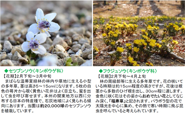 【六甲高山植物園】冬季特別開園～雪を割って咲くバイカオウレンの群落～