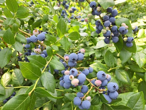 千葉県野田市の数藤農園、ブルーベリー観光農園の開園支援を募るクラウドファンディングをCAMPFIREにて12/31まで実施中！