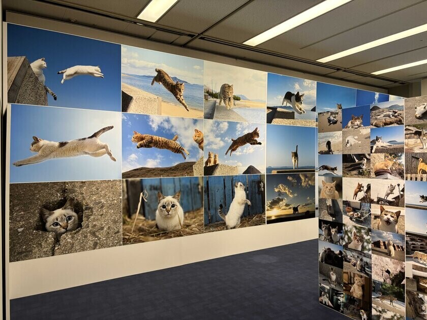 「五十嵐健太　飛び猫写真展　同時開催　もふあつめ展」フェニーチェ堺で開幕！