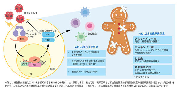 加齢性疾患の予防・進行抑制に向け、予防医学の新たな可能性　FPP(パパイヤ発酵食品)によるNrf2の活性化について発表