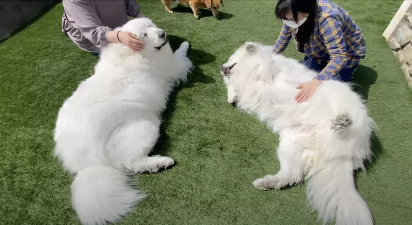 障がいのある方が働きやすく、人も犬ものびのび楽しめるドッグカフェ「Dag」(岐阜県各務原市)が11月29日でオープン1周年！