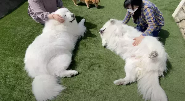 障がいのある方が働きやすく、人も犬ものびのび楽しめるドッグカフェ「Dag」(岐阜県各務原市)が11月29日でオープン1周年！