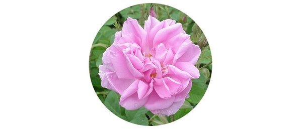 「ブルガリアンローズ」「シャクヤク」にシュワン細胞を介した神経の活性化と保護および肌の修復を促す効果を発見