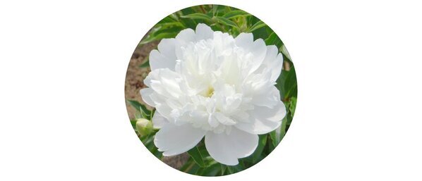 「ブルガリアンローズ」「シャクヤク」にシュワン細胞を介した神経の活性化と保護および肌の修復を促す効果を発見