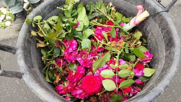 環境にやさしいバラ園を目指した取組みをスタート