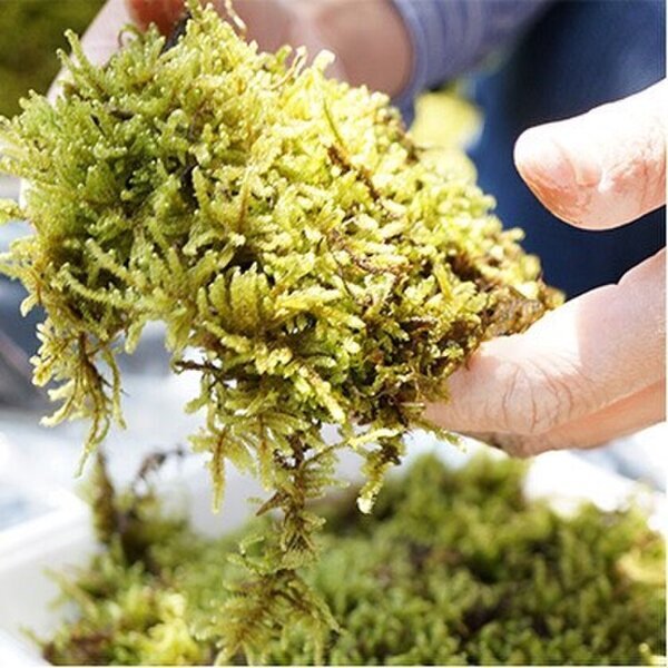 環境配慮型緑化ソリューションの新提案